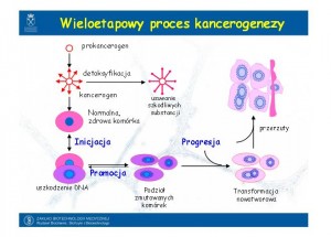 Wieloetapowy proces kancerogenezy